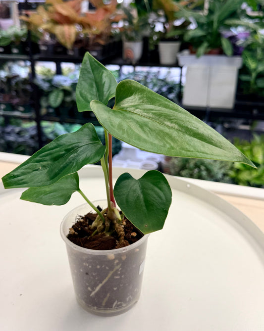 Anthurium nigrolaminum