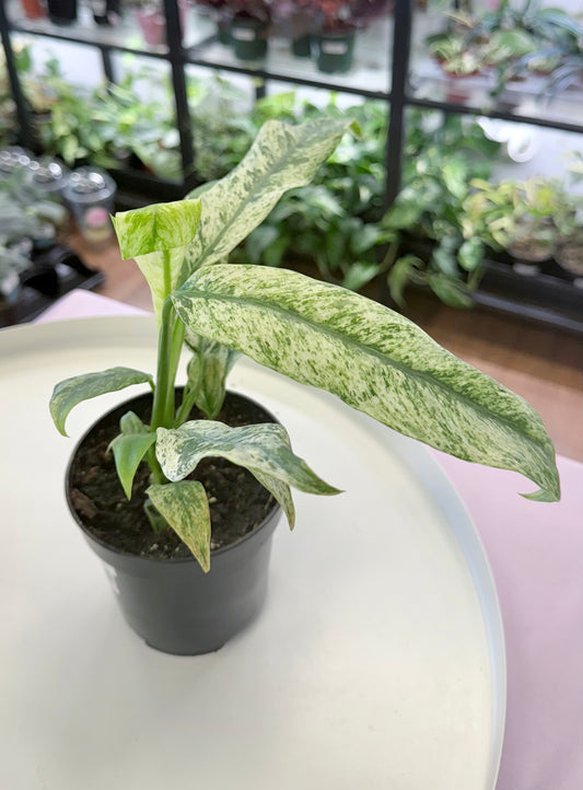 Epipremnum giganteum Variegated