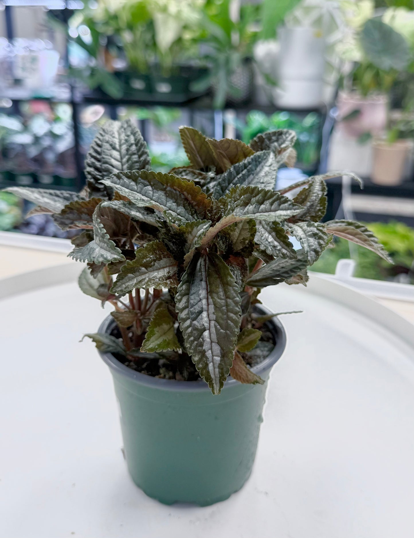 Pilea spruceana 'Silver Tree' 4”