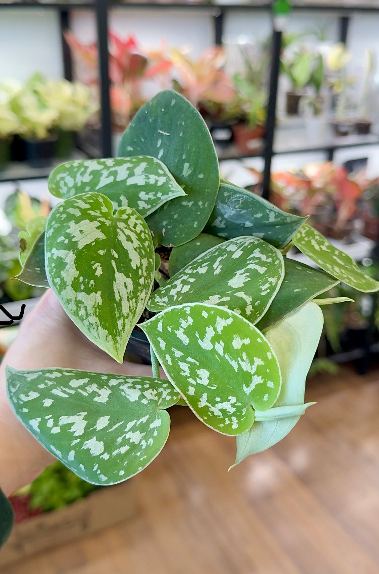 Scindapsus pictus  'Silvery Ann' 4”