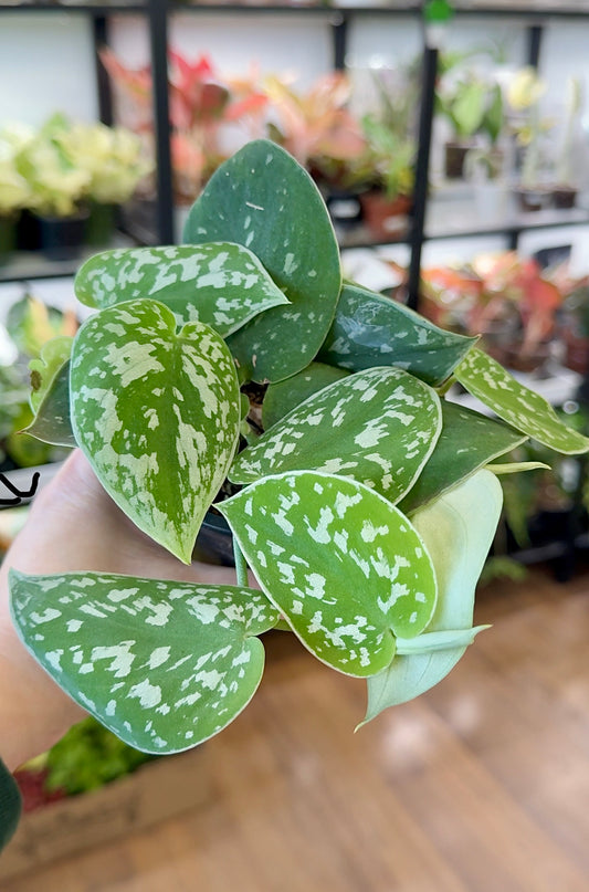 Scindapsus pictus  'Silvery Ann' 4”