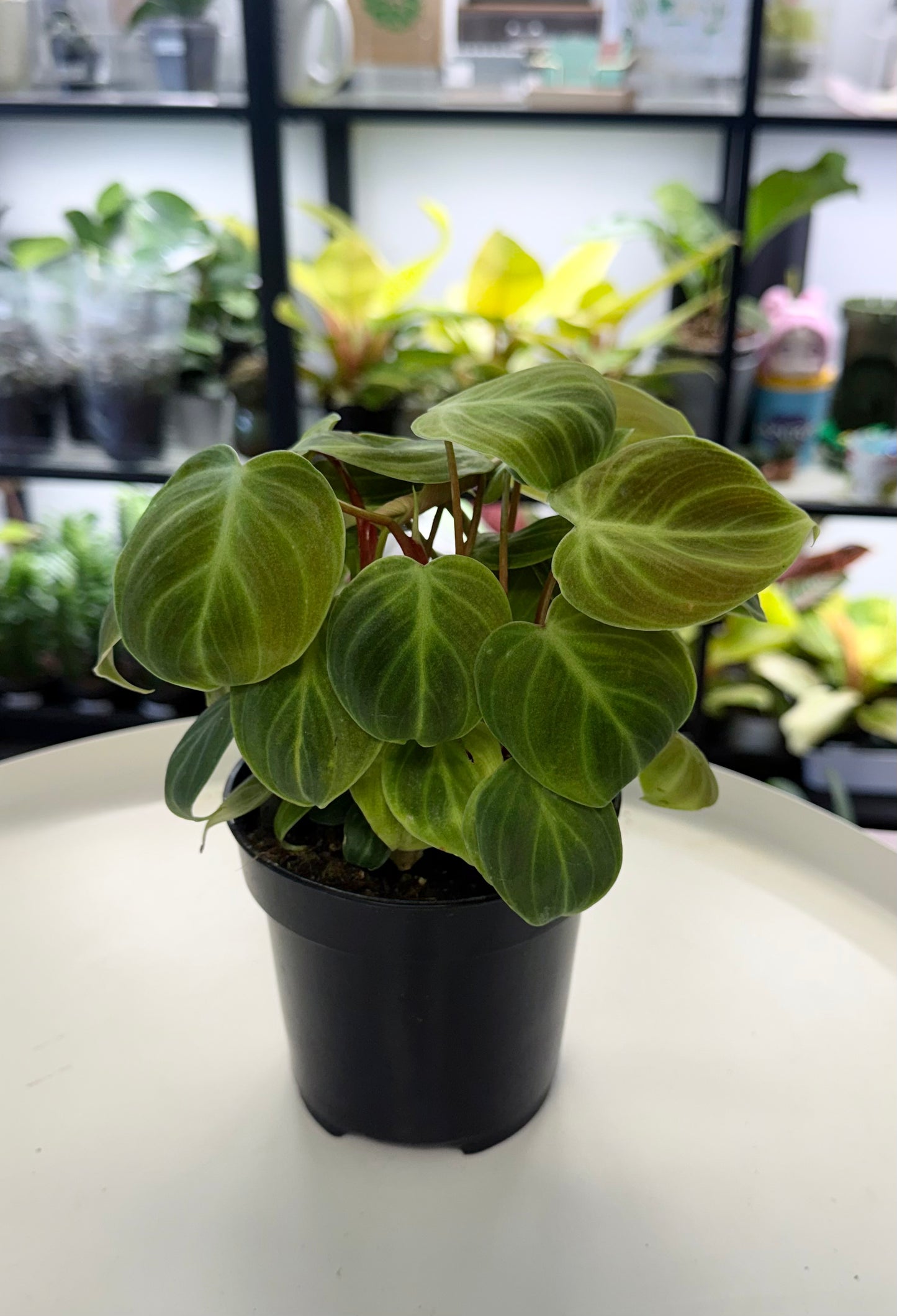 Philodendron ‘El Choco Red’ 4”