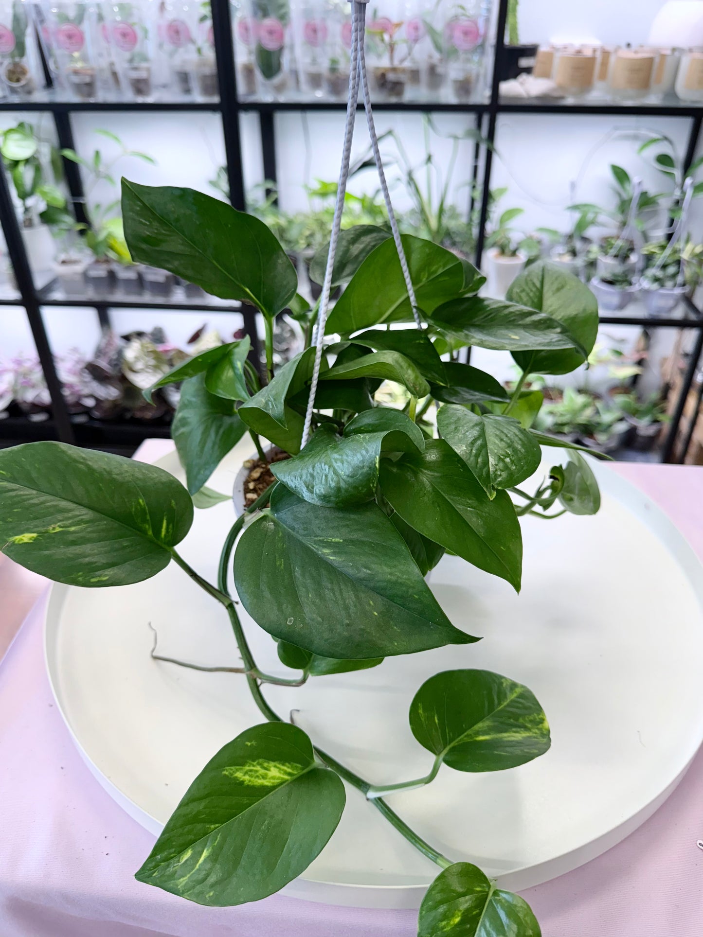 Epipremnum aureum | Golden Pothos 6” Hanging Basket