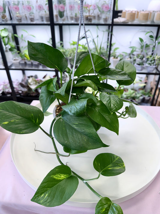 Epipremnum aureum | Golden Pothos 6” Hanging Basket