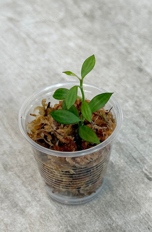 Hoya Microdwarf (NS12-323)