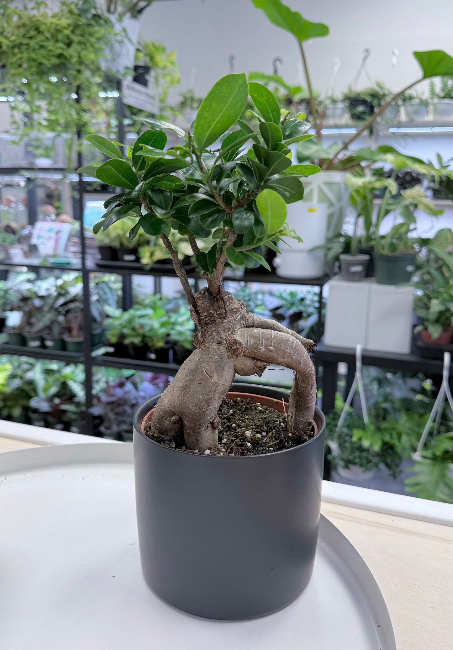 Bonsai | Ficus microcarpa 6” in Ceramic Pot