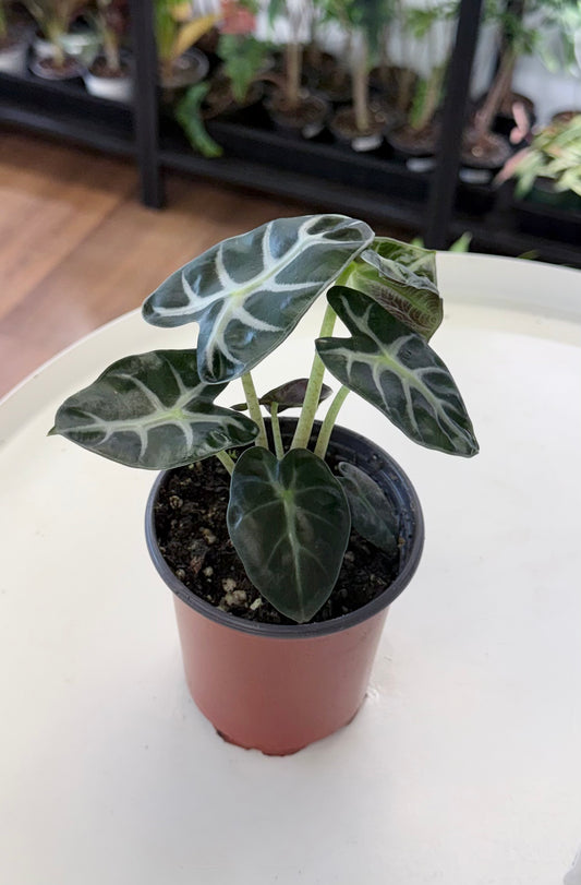 Alocasia 'Balloon Heart'