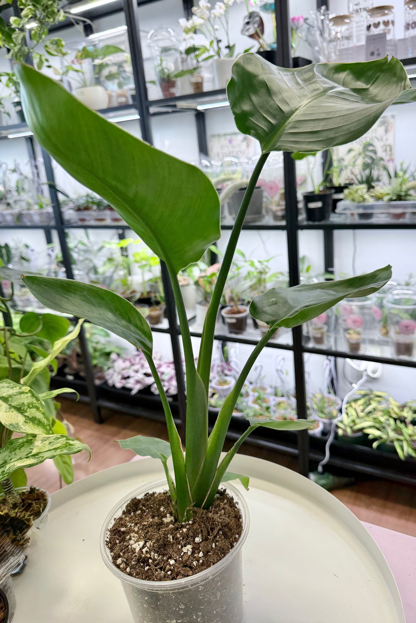 Birds of Paradise (White) 5”