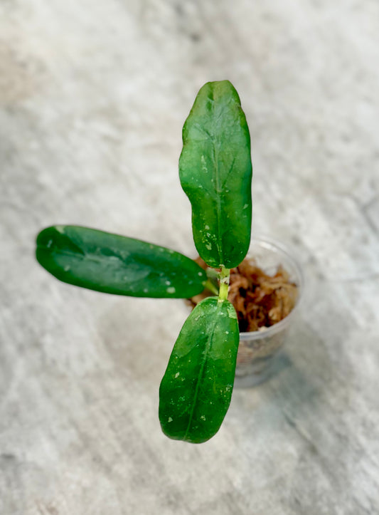 Hoya scortechinii IPPS 7950