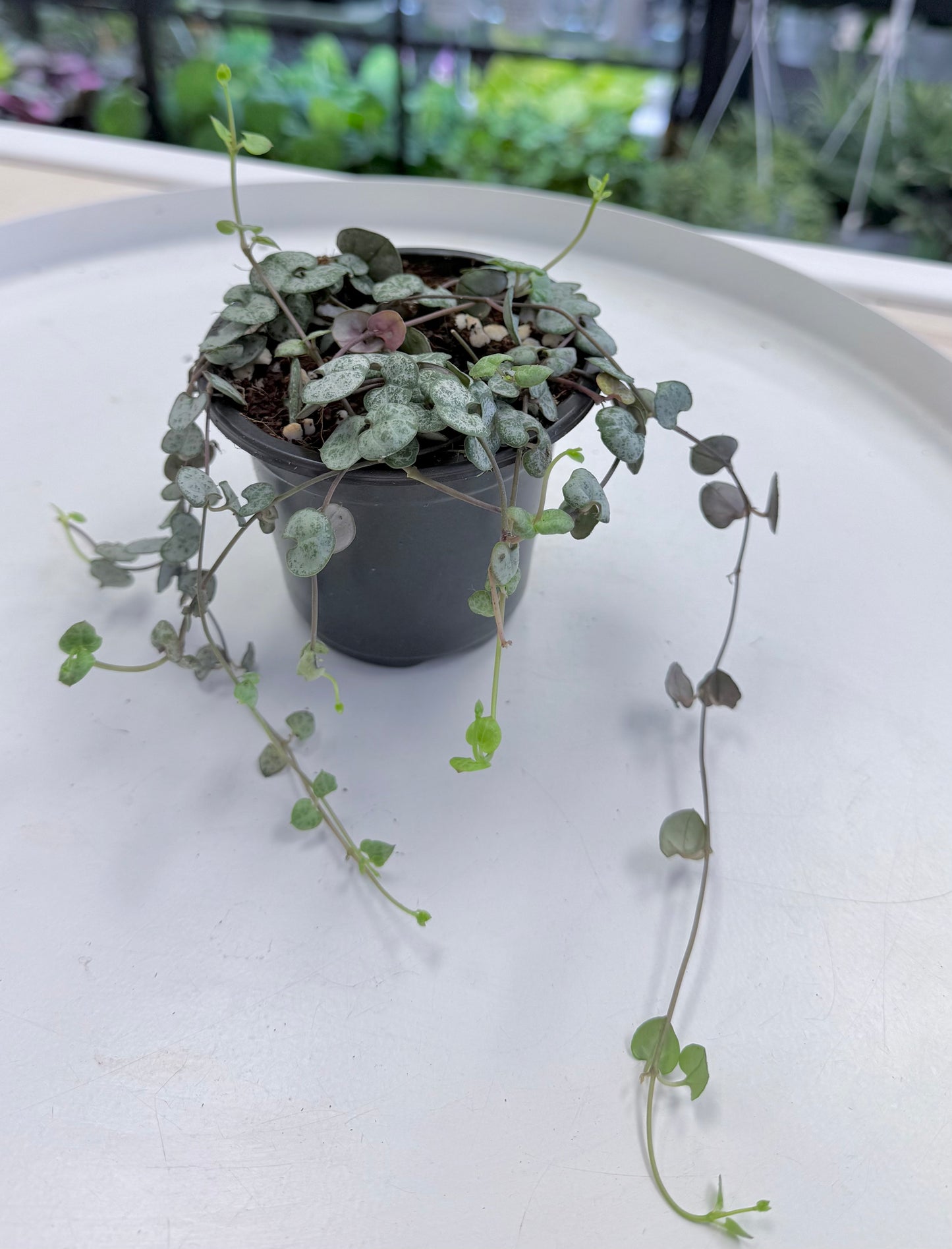 Ceropegia woodii 'Silver Glory' | String of Hearts 4”