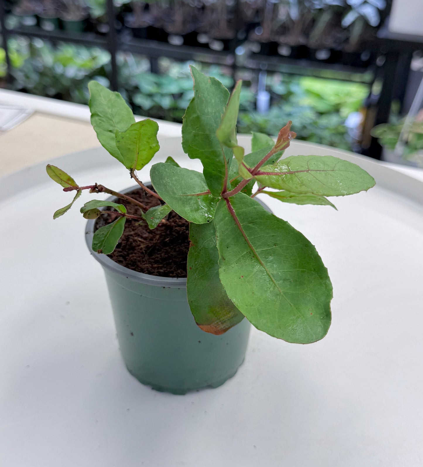 Eucalyptus