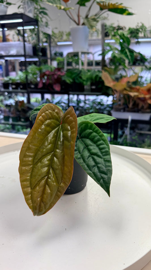 Anthurium radicans x luxurians 4"