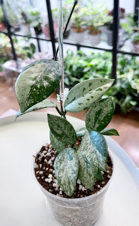 Hoya carnosa 'Wilbur Graves’ (Russia)