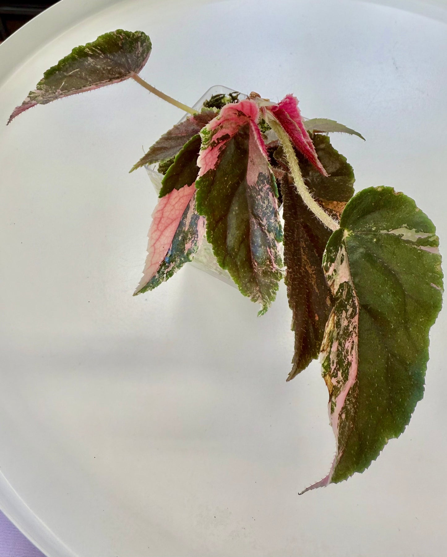 Begonia ‘Ginny Galaxy’ Variegated
