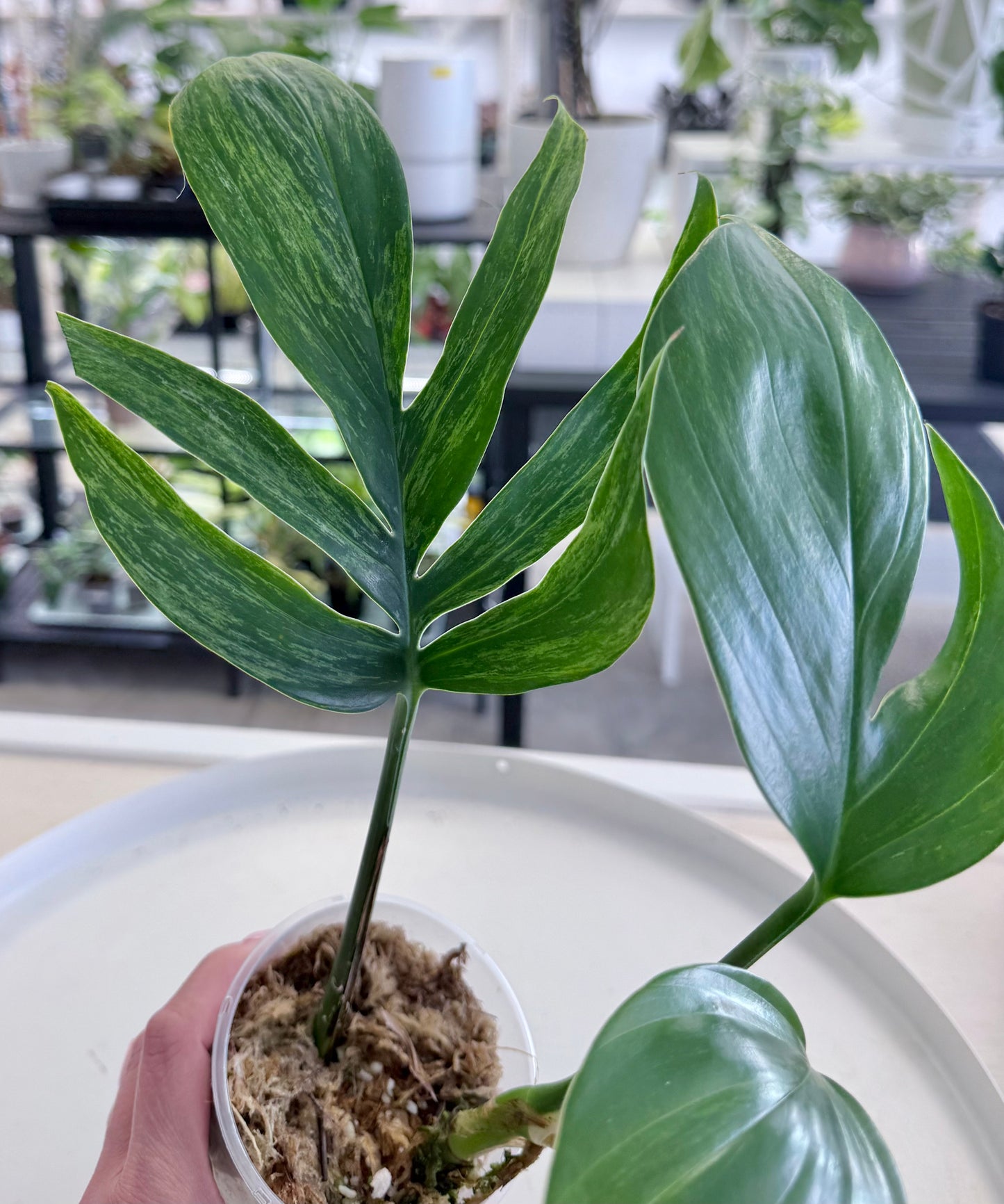 Rhaphidophora decursiva Variegated