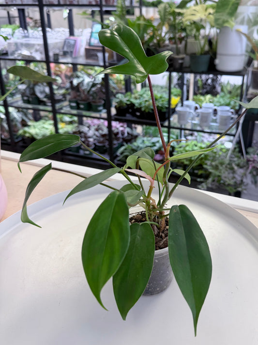 Philodendron ‘Florida’