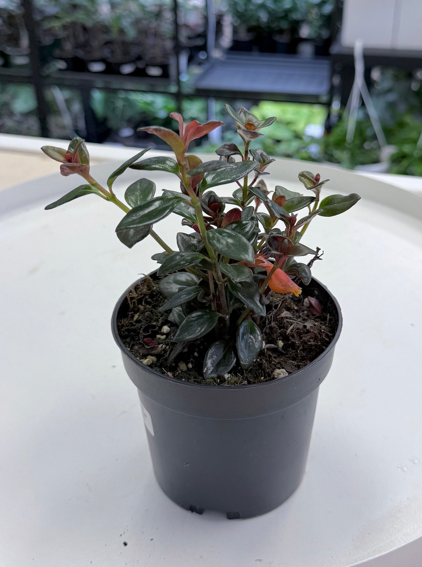 Goldfish Plant Shady Lady “Heidi” | Nematanthus ‘Heidi’
