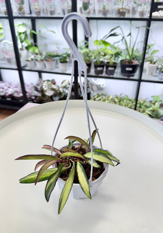 Hoya wayetii Inner Variegated 3” Hanging Basket