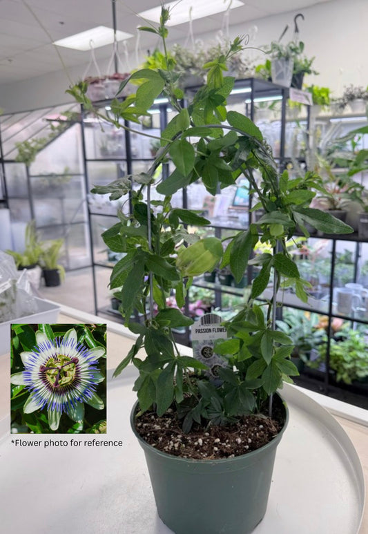 Passiflora caerulea| Blue passionflower 6”