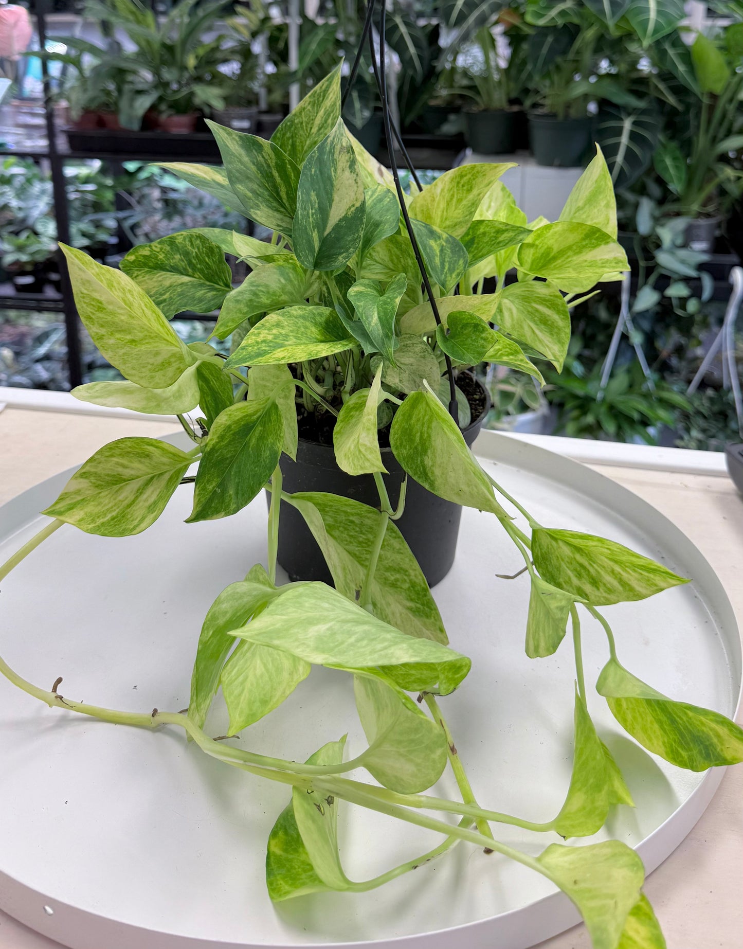 Neon Queen Pothos | Epipremnum aureum 'Neon' x 'Marble Queen' 6” HB No Ship