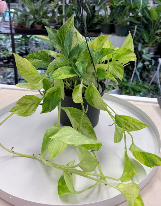 Neon Queen Pothos | Epipremnum aureum 'Neon' x 'Marble Queen' 6” HB No Ship