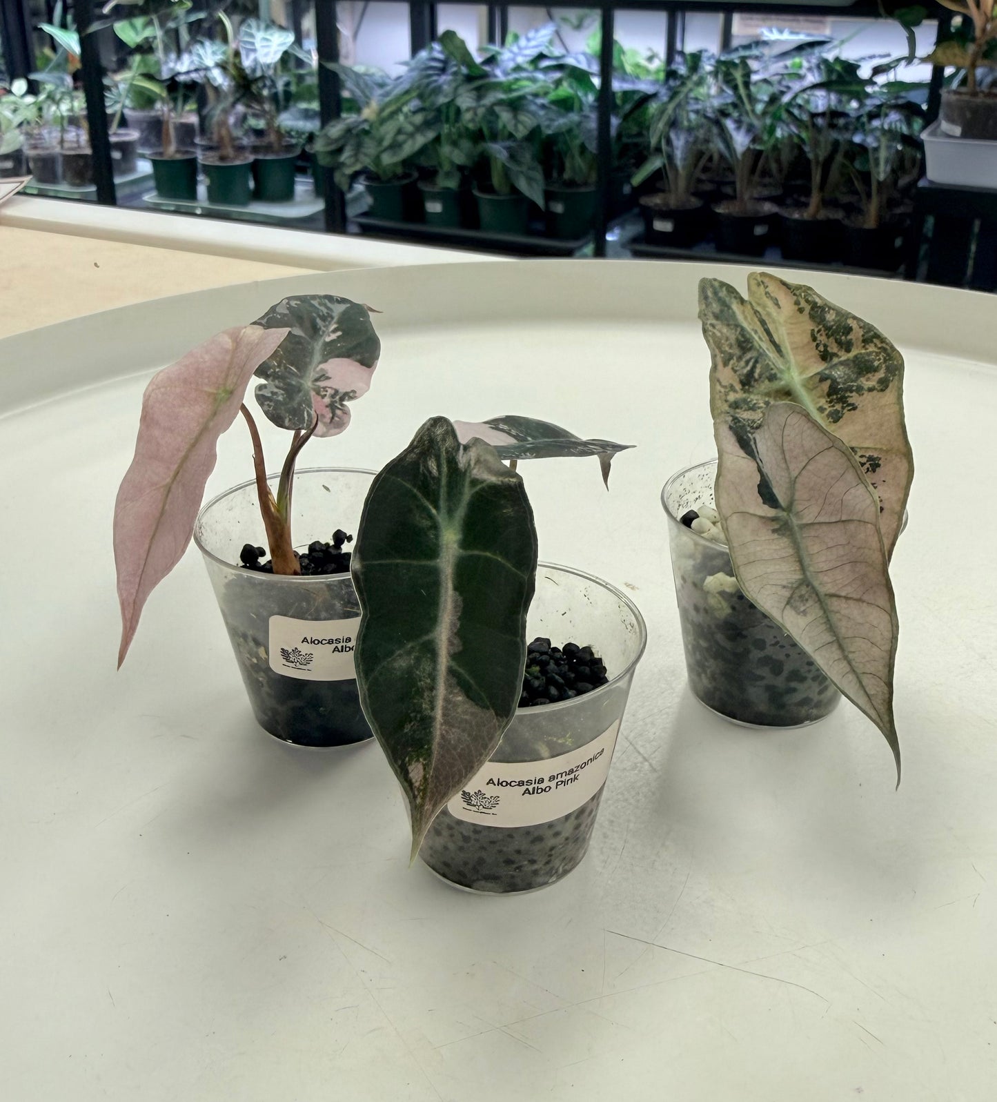 Starter Plant | Alocasia amazonica Pink/Mint