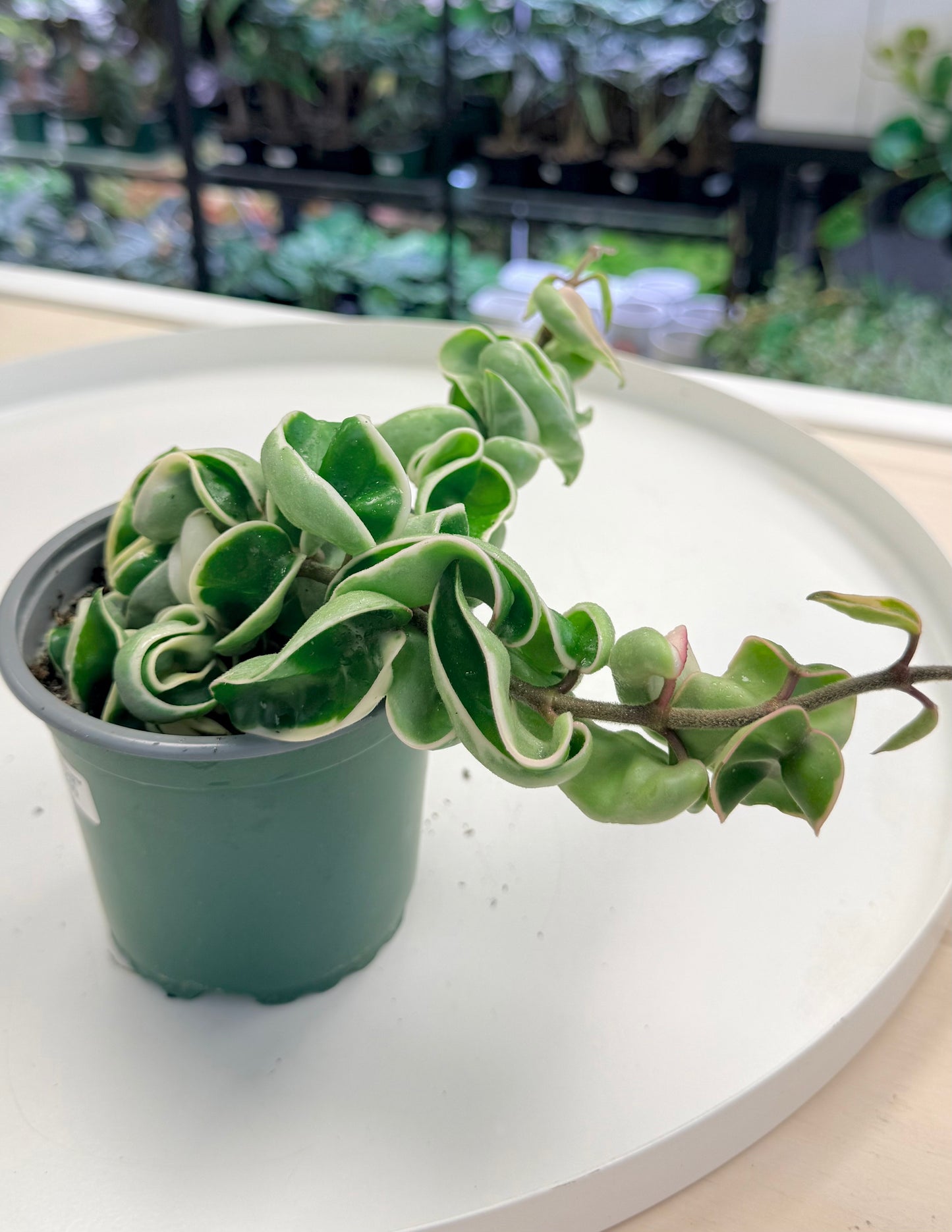 Hoya carnosa Compacta Outer Variegated