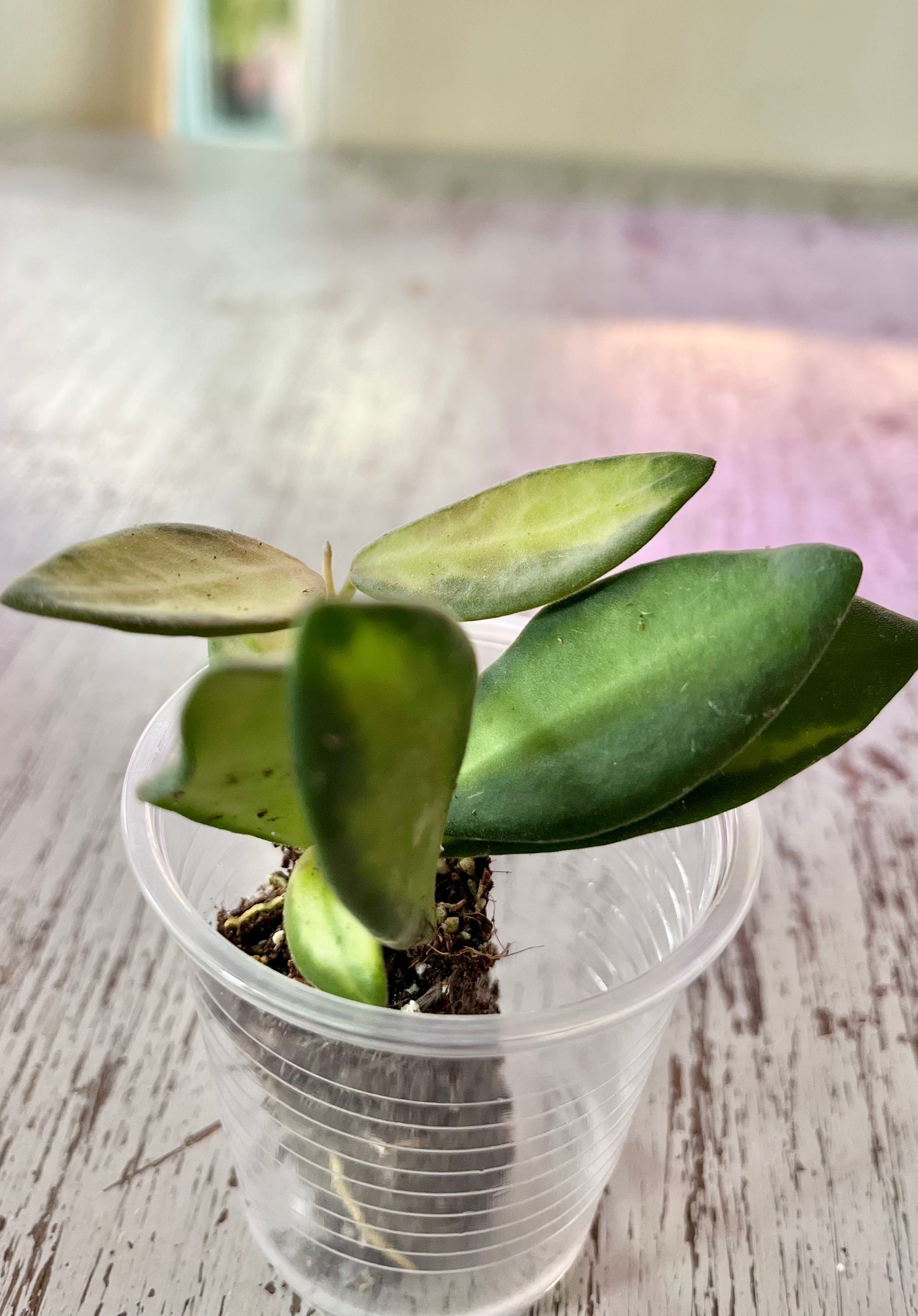 Hoya sp. aff. burtoniae Variegated (in plugs)