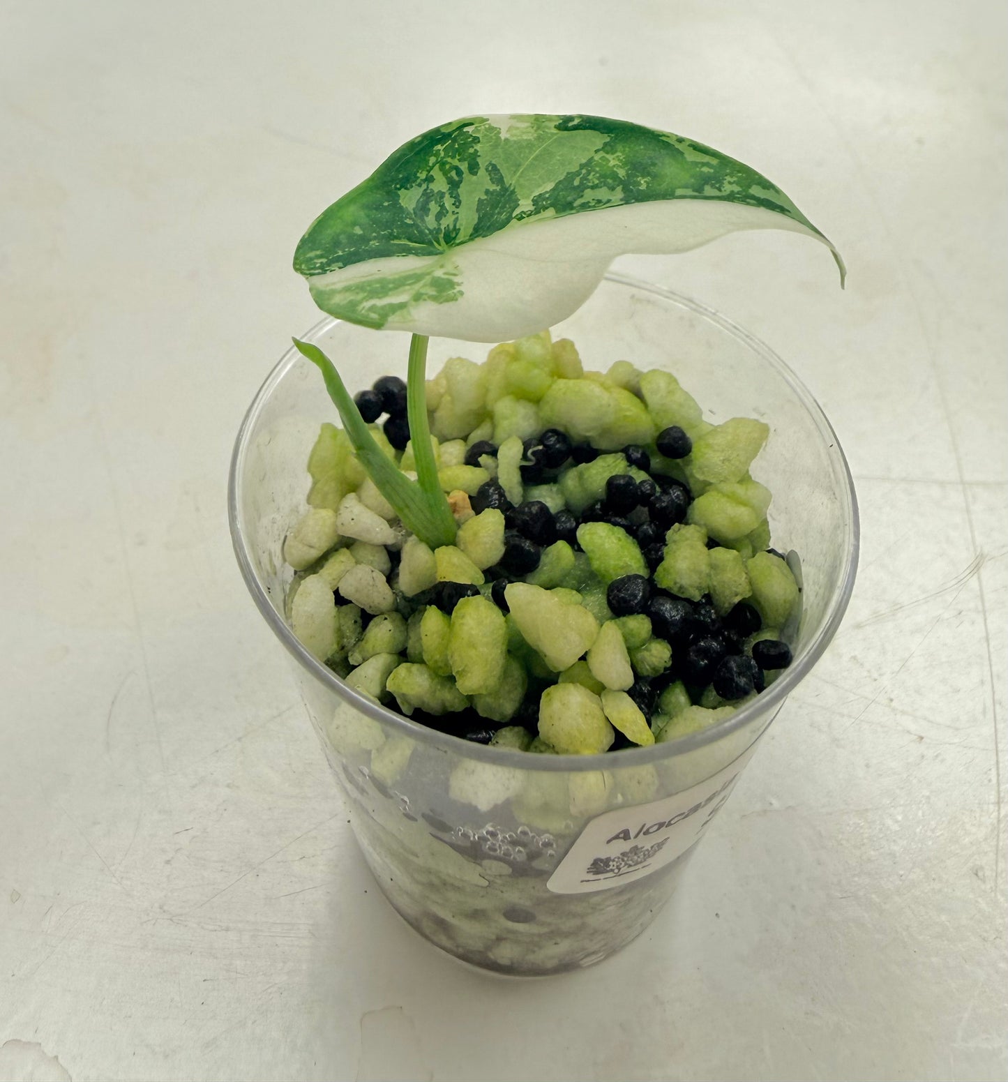 Starter Plant | Alocasia 'Simpo' Albo