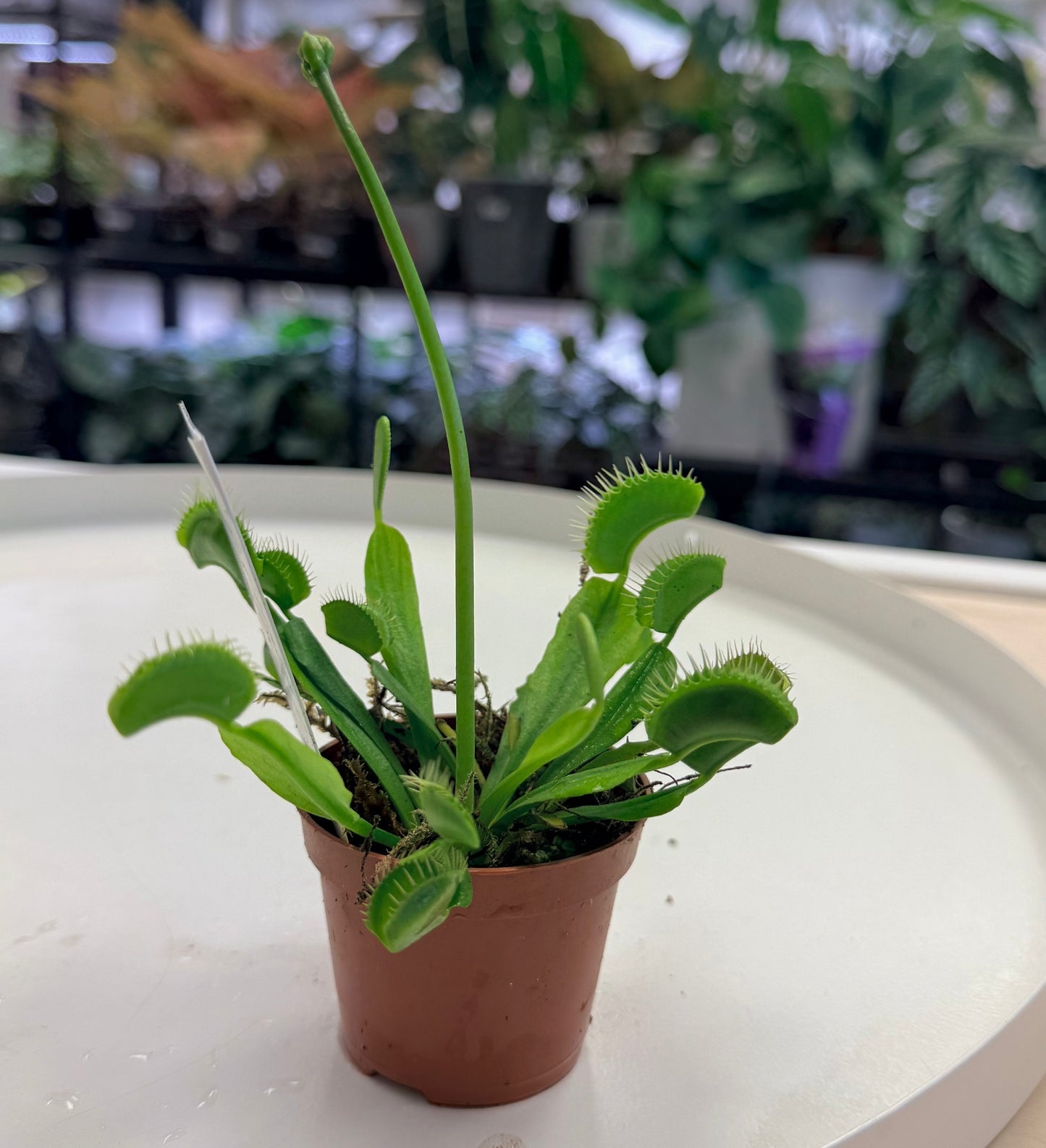 Carnivourous Plants 2”