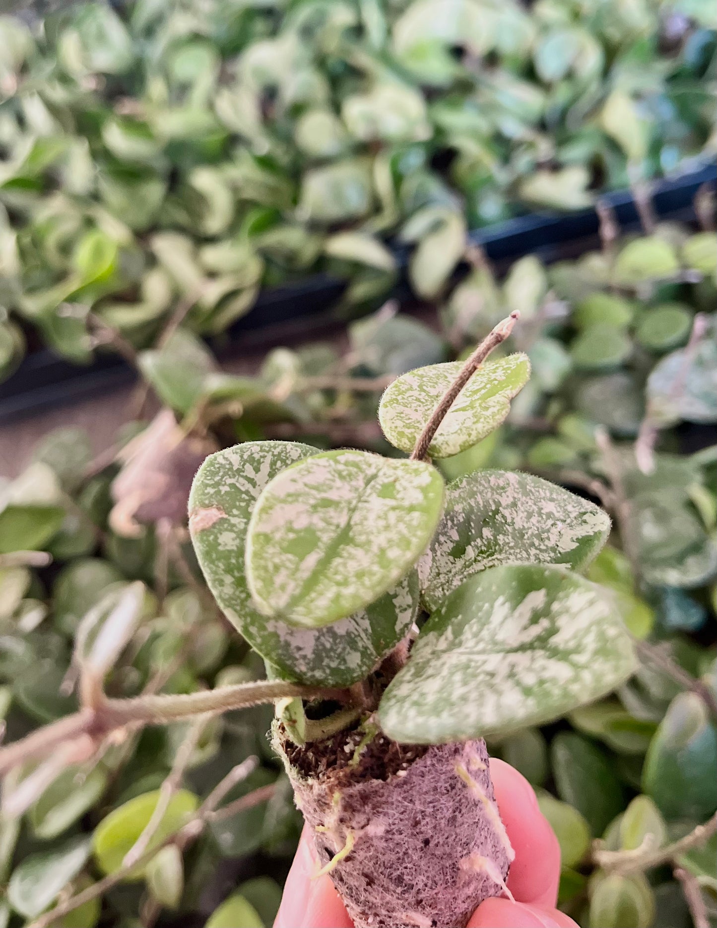 Hoya ‘Mathilde Splash’ (in plugs)