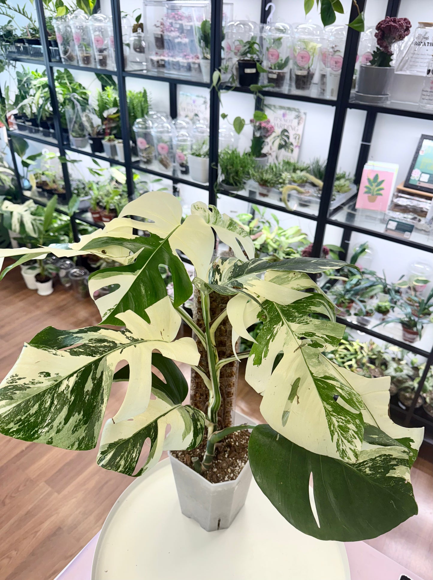 Monstera deliciosa Albo | Large