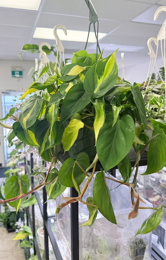 Philodendron ‘Brasil’ l 8” HB No Ship