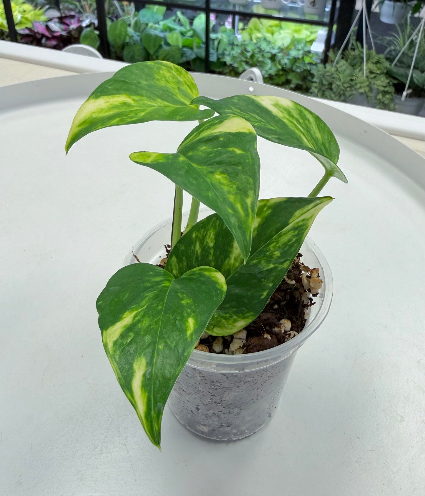 Epipremnum aureum 'Teruno Bumpy'