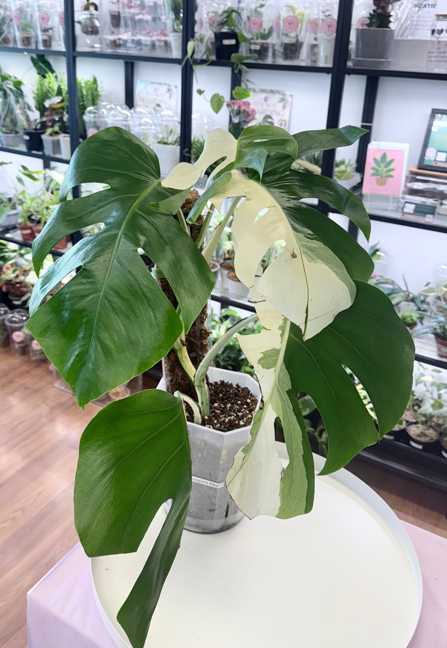 Monstera deliciosa Albo