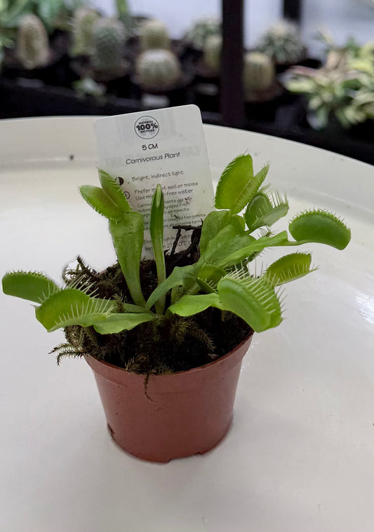Venus flytrap | Dionaea Carnivorous Plant