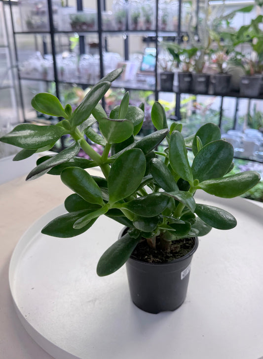 Crassula ovata 'Hummel's Sunset' 4”