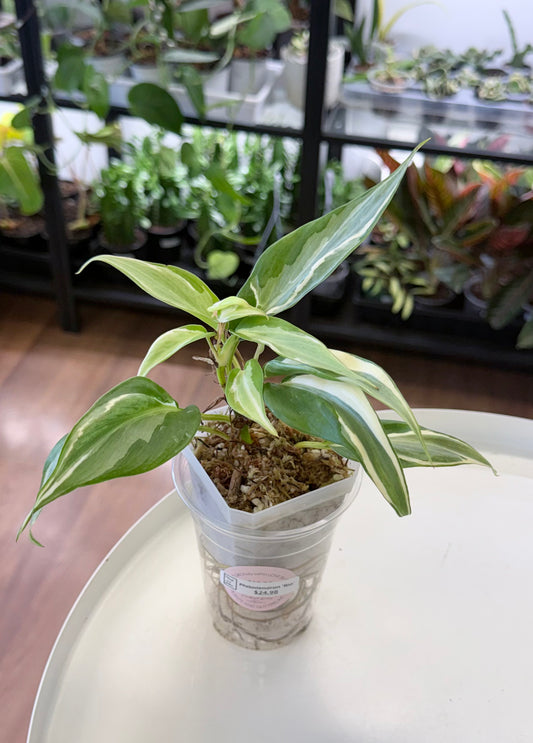 Philodendron ‘Rio’ 2”