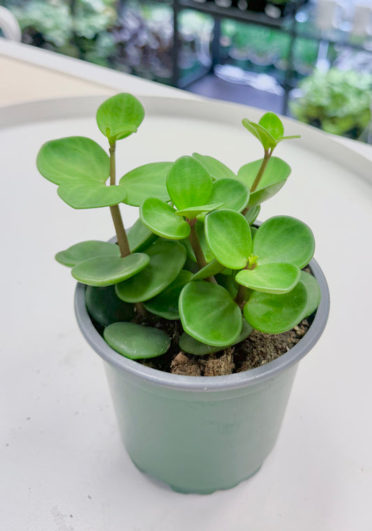 Peperomia ‘Hope’ 4”
