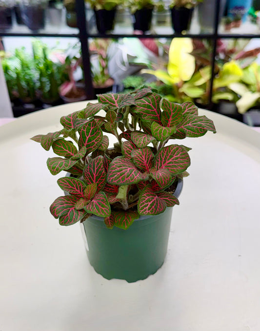 Fittonia ‘Janita Red’ 4”