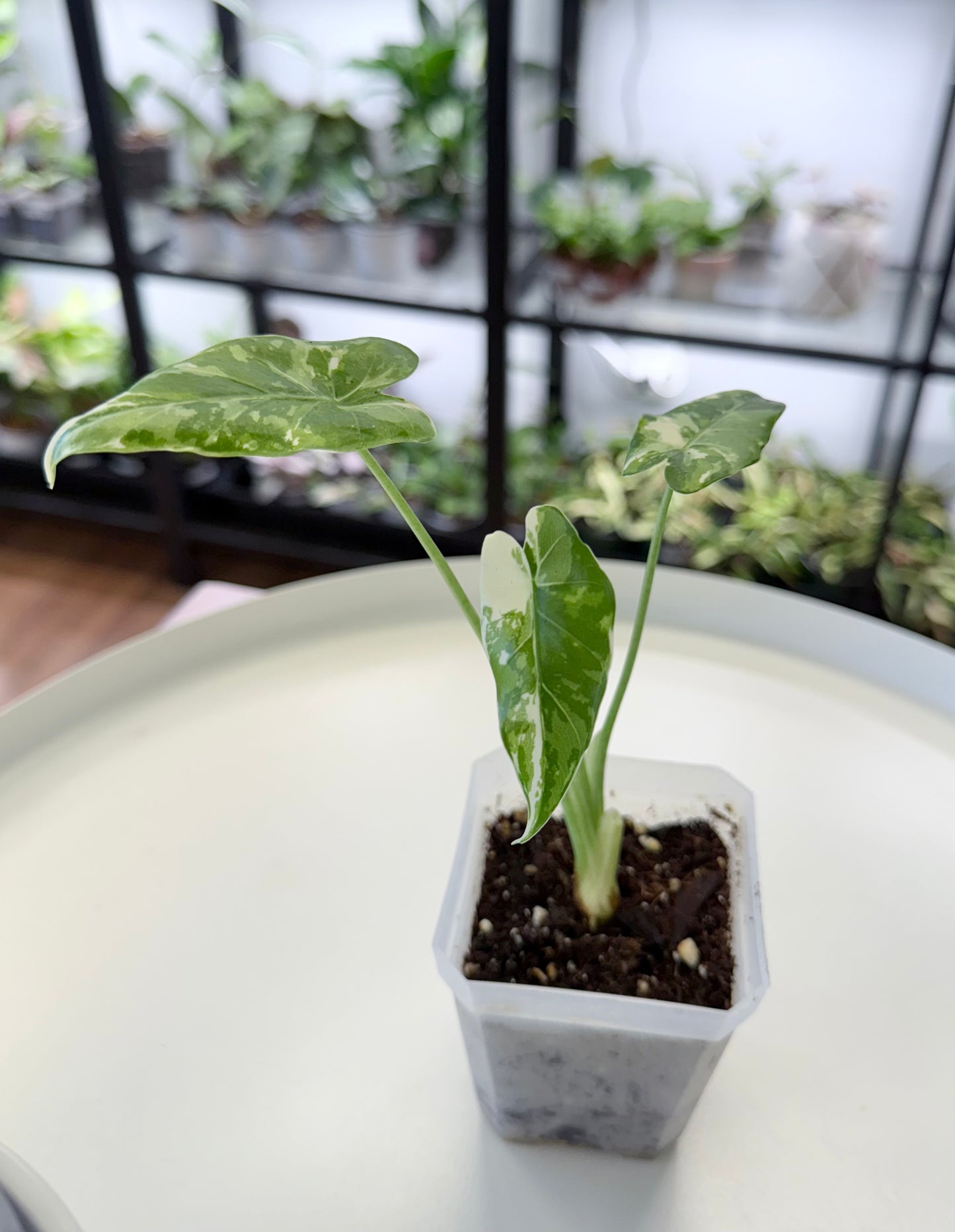 Alocasia ‘Okinawa Silver’