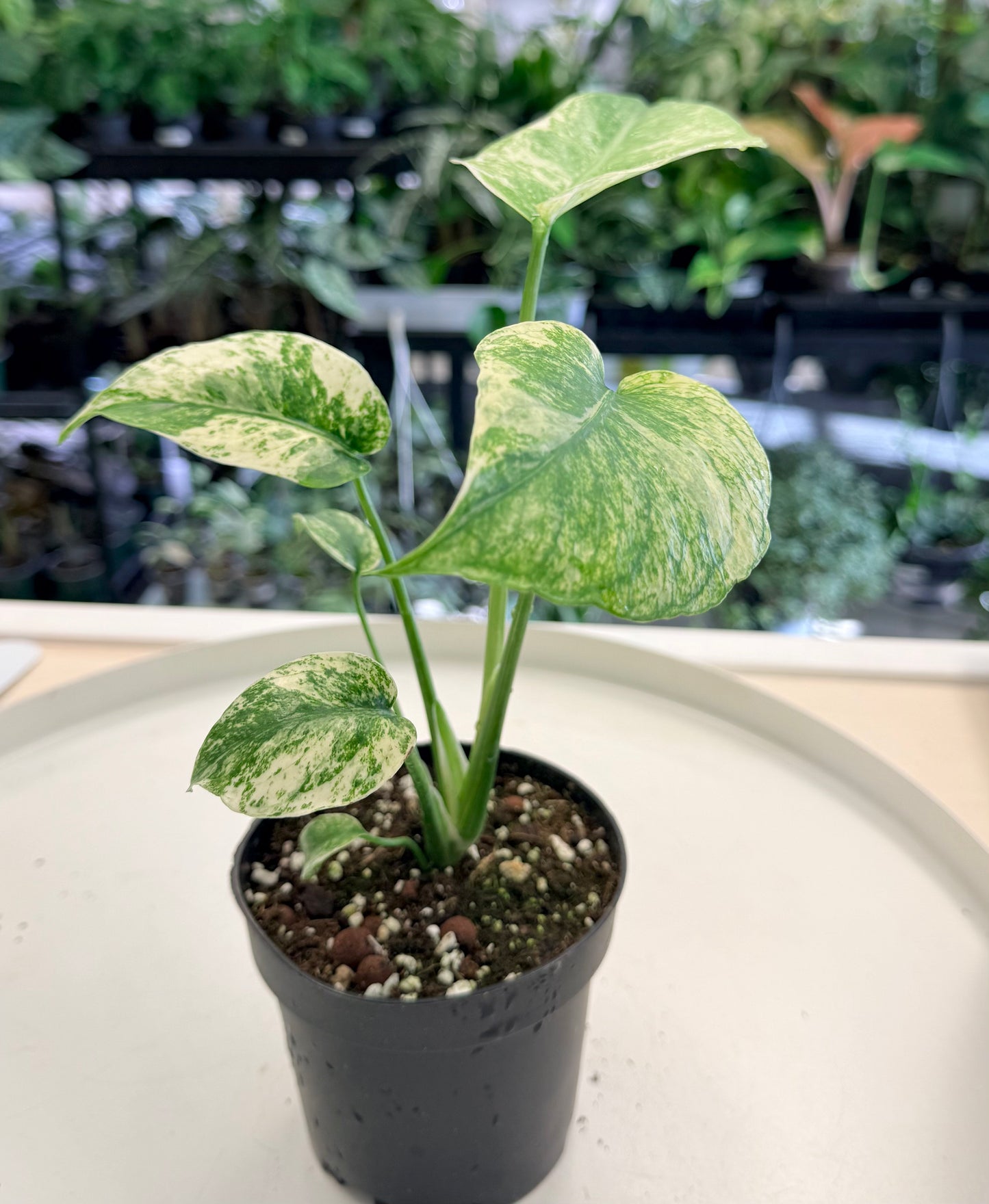 Monstera deliciosa | Mint