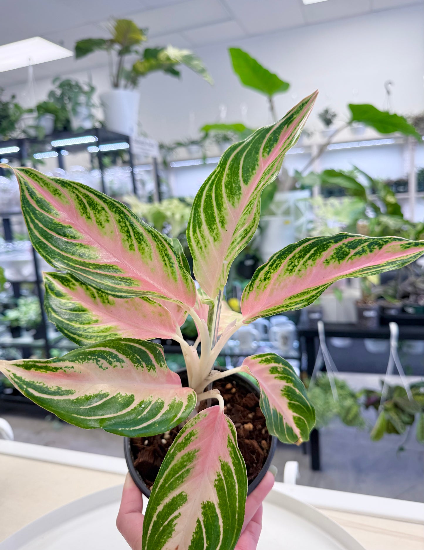 Aglaonema 'Pink Panama'