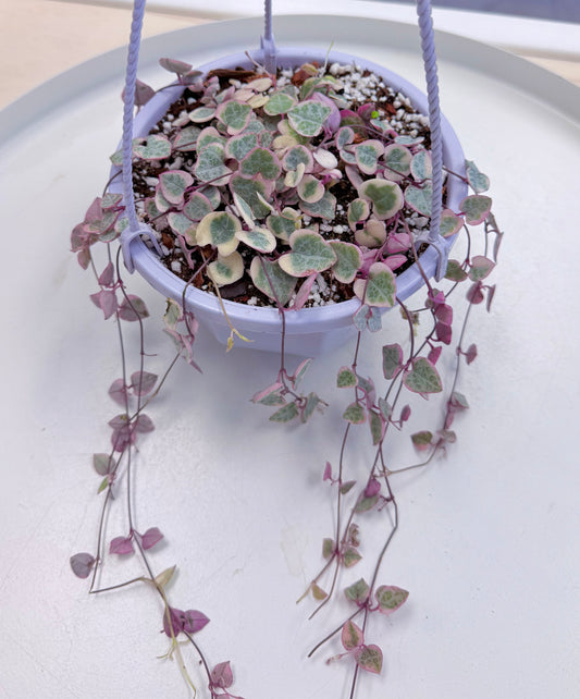 Ceropegia woodii ‘String of Hearts’ Variegated