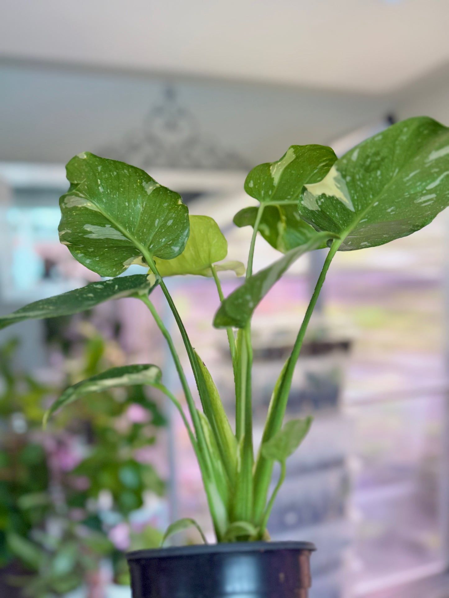 Monstera ‘Thai constellation’