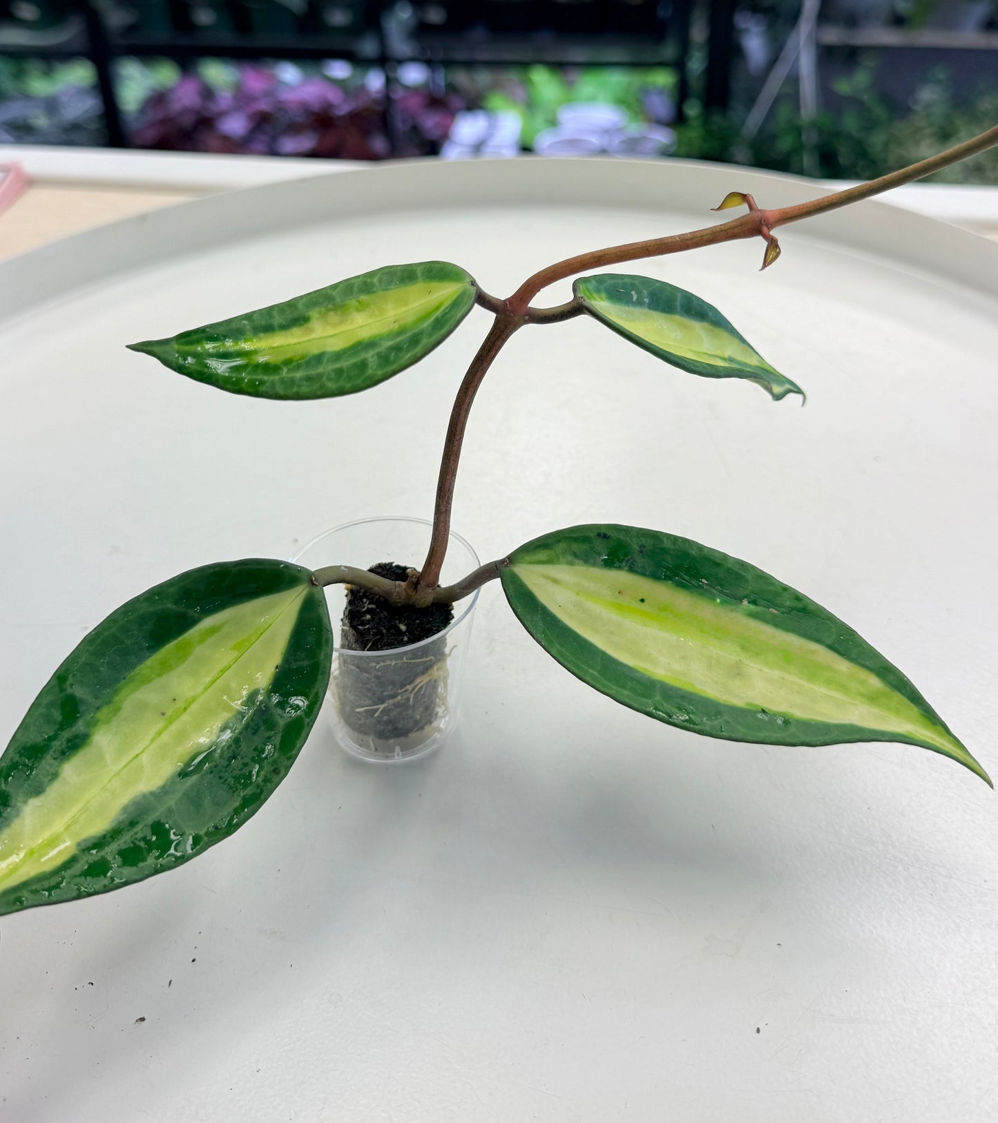 Hoya latifolia 'Pot of Gold' | Plugs