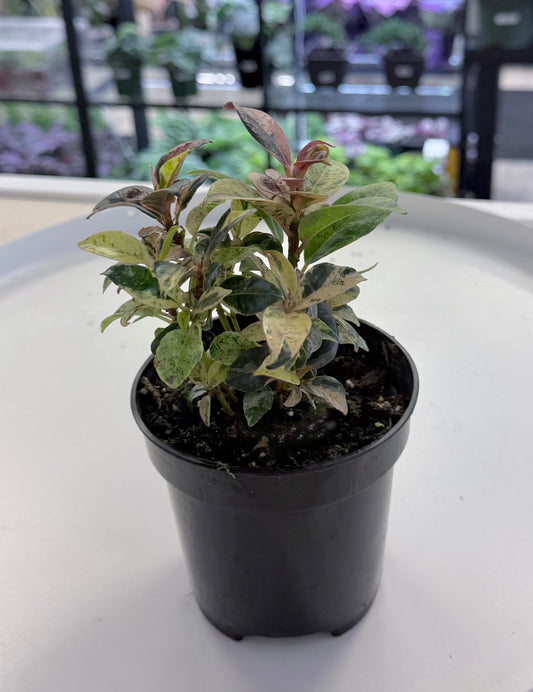 Ficus shivereana ‘Moonshine’ 4”