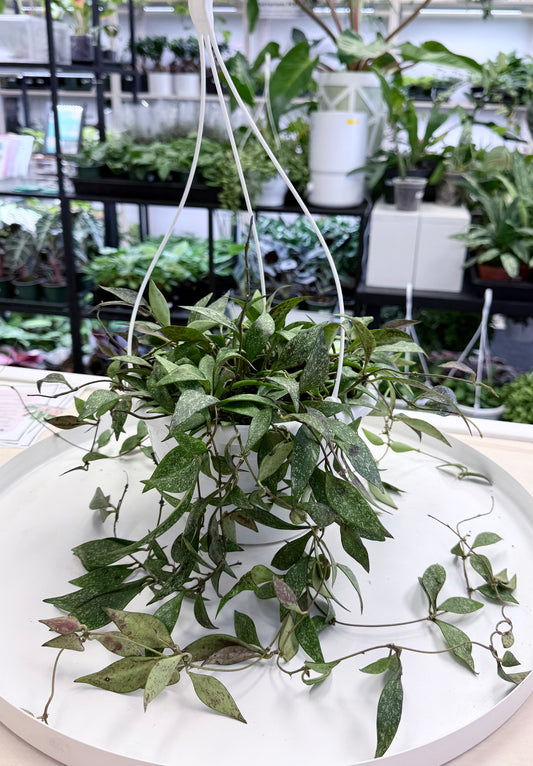 Hoya parviflora Splash 8” HB | No Ship