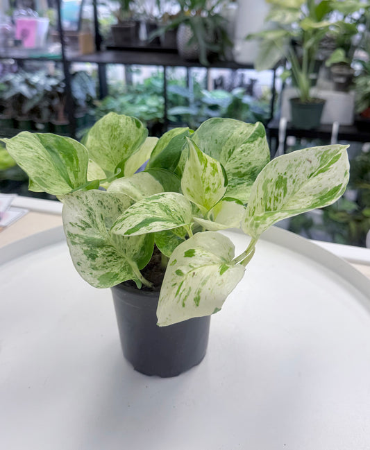 Epipremnum aureum 'Manjula' 4”