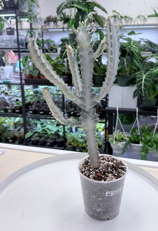 Euphorbia lactea ‘White Ghost’ |Large 16-20” No Ship